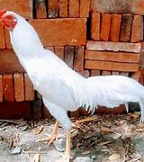 Ayam Jago Putih